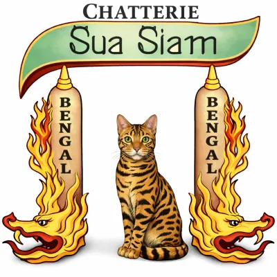 ELEVAGE BENGAL CHATTERIE SUA SIAM