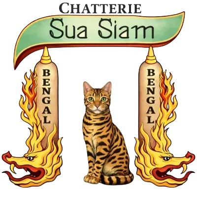 ELEVAGE BENGAL CHATTERIE SUA SIAM
